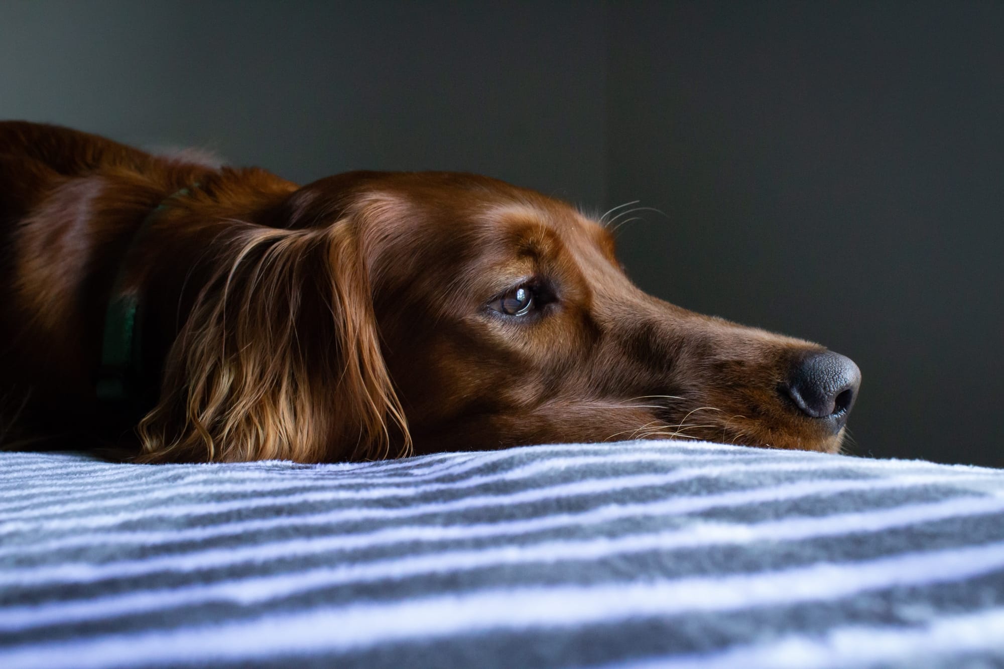 hovedsagelig motivet femte Hund erbricht – Wir helfen schnell! | Pfotendoctor - Dein online Tierarzt