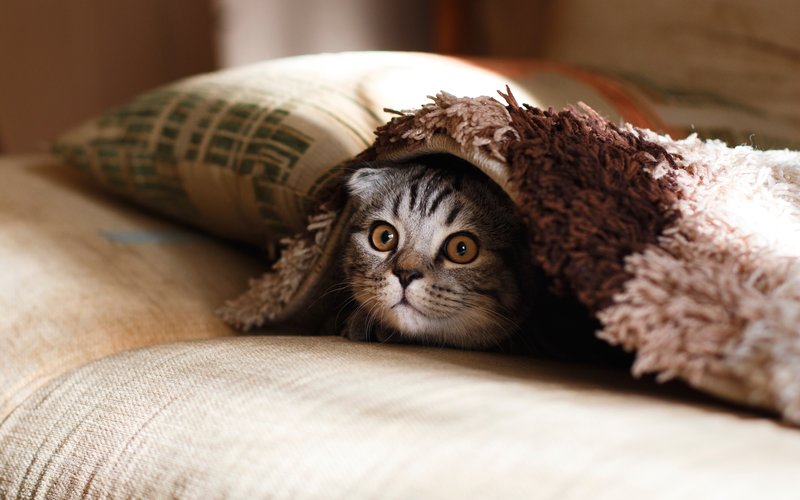 Katze unter Decke versteckt